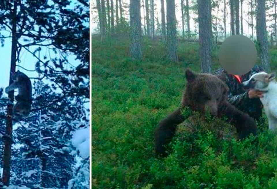 Bilder i polisens utredning på snarat lodjur och illegalt avlivad björn som åklagaren hävdar är tagna med den så kallade jaktprofilens mobilkamera.