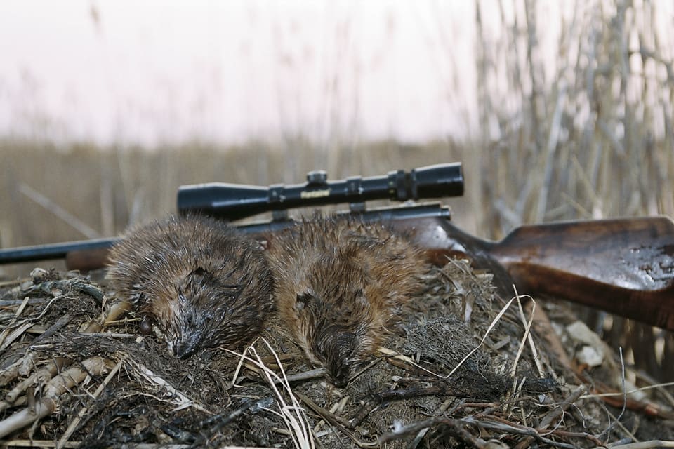 Två bisam fällda från kanot med ett .22-gevär. Nu får Mårdhundsprojektets jägare tillstånd att gå in på vilken jaktmark som helst för att börja utrota bisam.