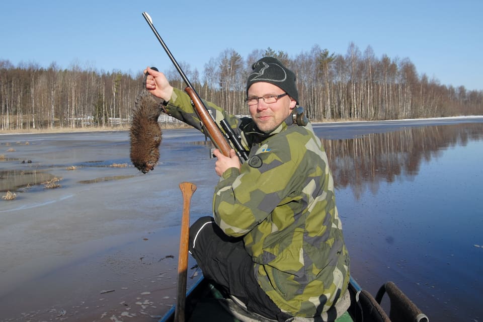 Bisamjakt från kanot. Bisam i Sverige ska utrotas av dem som jobbar i Mårdhundsprojektet i en triangel mellan Docksta, Timrå och Kramfors. Även nere i Europa laddas det för att utrota invasiva gnagare i form av sumpbäver och bisam, främst med hjälp av fällor.