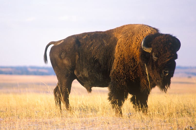 Just nu pågår jakt på bison i amerikanska South Dakota.