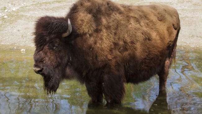 National Park Service, USA:s federala myndighet som hanterar alla nationalparker, anser att bisonstammen i den norra delen av Grand Canyon behöver minskas.