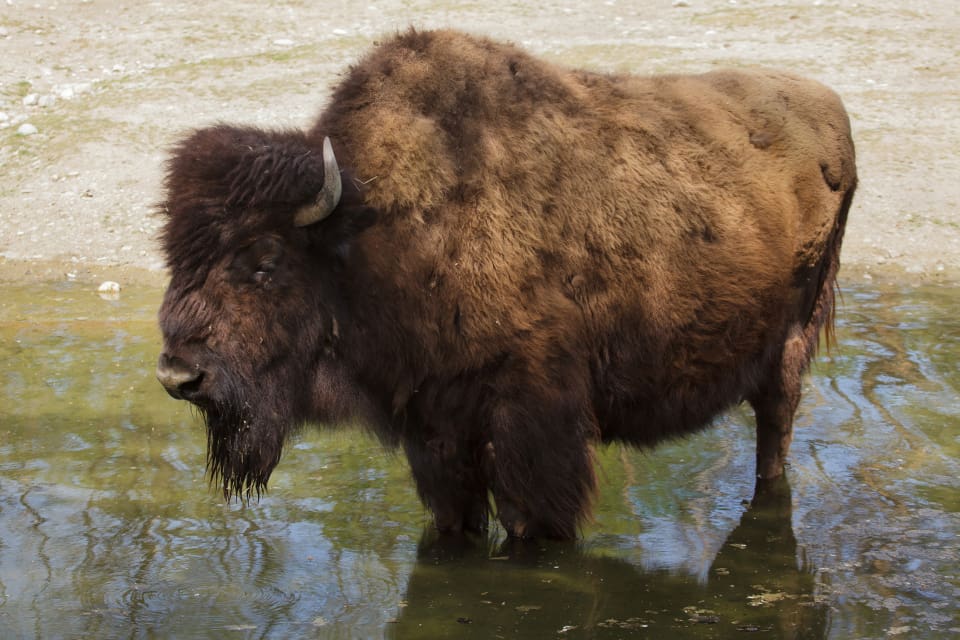 National Park Service, USA:s federala myndighet som hanterar alla nationalparker, anser att bisonstammen i den norra delen av Grand Canyon behöver minskas.