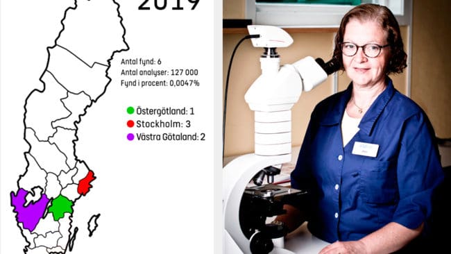 Bitte Ljungström på Vidilab AB konstaterar att årets första trikinvildsvin noterats. Förra året gjordes cirka 127 000 trikinanalyser på vildsvin vid landets tre stora ackrediterade laboratorer. Det gav endast sex trikinfynd.