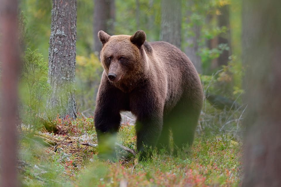 Två män åtalas misstänkta för att ha skjutit en björn på annans mark i höstas.