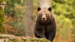 Björnattacken hade kunnat undvikas om brister i parkens arbetsmiljö- och säkerhetsarbete hade åtgärdats, menar åklagaren.