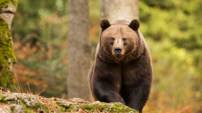 Björnattacken hade kunnat undvikas om brister i parkens arbetsmiljö- och säkerhetsarbete hade åtgärdats, menar åklagaren.