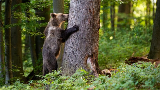 Nya miniminivåer för björn har nu fastställts av Naturvårdsverket.