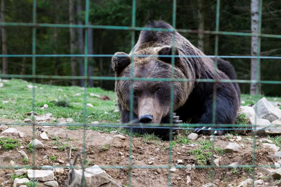Den före detta anläggningschefen för Orsa Rovdjurspark döms för arbetsmiljöbrott bestående i vållande till annans död och framkallande av fara för annan till villkorlig dom och 180 dagsböter à 150 kronor.