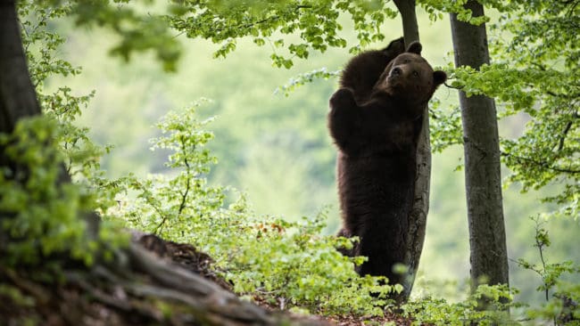 Enligt finska Naturresursinstitutets uppskattning fanns det mellan 2 300 och 2 500 björnar i Finland före 2019 års jaktsäsong.