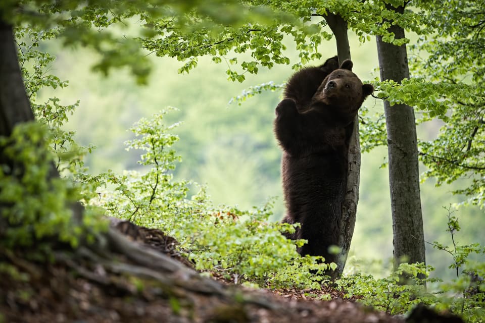Enligt finska Naturresursinstitutets uppskattning fanns det mellan 2 300 och 2 500 björnar i Finland före 2019 års jaktsäsong.