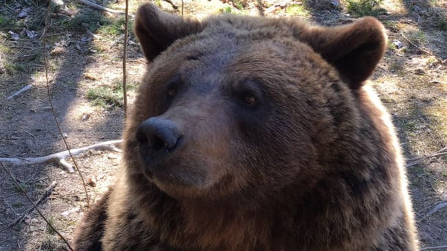 Två björnar i Orsa Rovdjurspark grävde sig in i ett hägn och dödade djurskötaren.