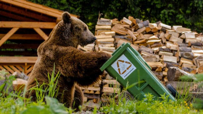 Vid den här tiden på året är björnar på jakt efter allt som luktar gott.