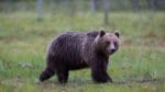 Polisen kommer i år att utföra tillsyn av björnjakten i Norrbotten, Västerbotten, Jämtland, Västernorrland och Dalarna.