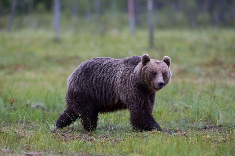 Polisen kommer i år att utföra tillsyn av björnjakten i Norrbotten, Västerbotten, Jämtland, Västernorrland och Dalarna.