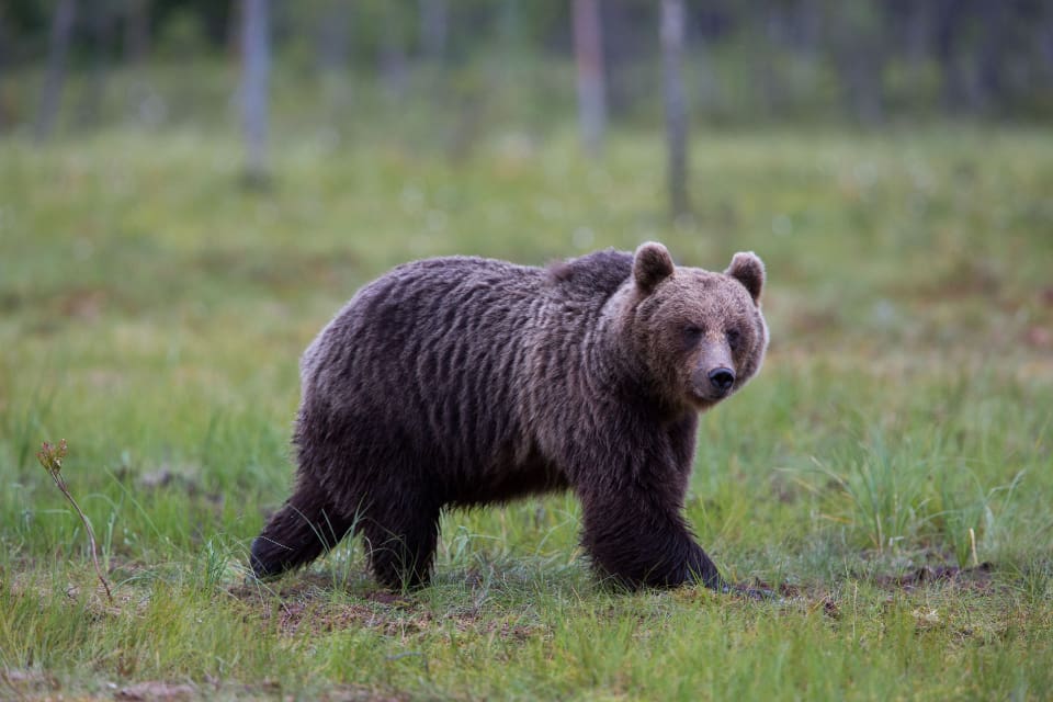 Polisen kommer i år att utföra tillsyn av björnjakten i Norrbotten, Västerbotten, Jämtland, Västernorrland och Dalarna.
