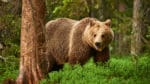 Även om polisen misstänker att det har förekommit illegala åtlar under björnjakten i Västerbotten kan de inte bevisa vem som har lagt ut det finskurna köttet.