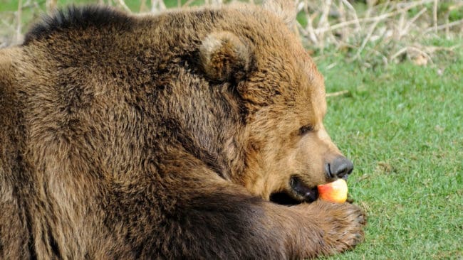 Något som vid den här tiden på året lockar orädda björnar till trädgårdar är fallfrukt.