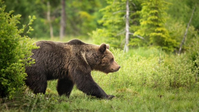 Den 75-årige jägaren sköt en björnhane i tron att det var en älgkalv.