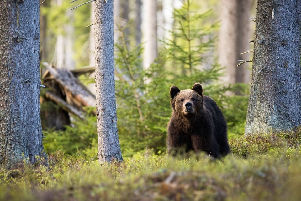 Länsstyrelsen hade inför björnjakten fått in 72 ansökningar om att få anlägga en åtel och gav tillstånd till 68.