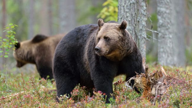 Enligt Naturresursinstitutets uppskattning har björnstammen i Finland ökat sedan förra året.