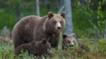 Att honorna ökar i antal anses positivt för björnstammen i Norge.