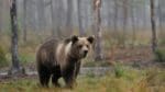 Stora björnstammar, med en hög andel honor, gränsar till varandra. Det är en del av förklaringen till stammens ökning sedan inventeringen 2015.