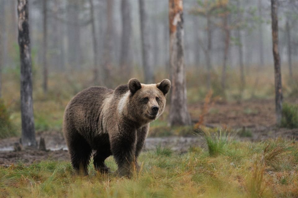 Stora björnstammar, med en hög andel honor, gränsar till varandra. Det är en del av förklaringen till stammens ökning sedan inventeringen 2015.