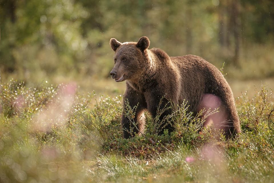 15 björnar får fällas under höstens licensjakt i Västerbotten.