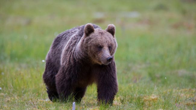 40 björnar får fällas under licensjakt i Västernorrland i höst.