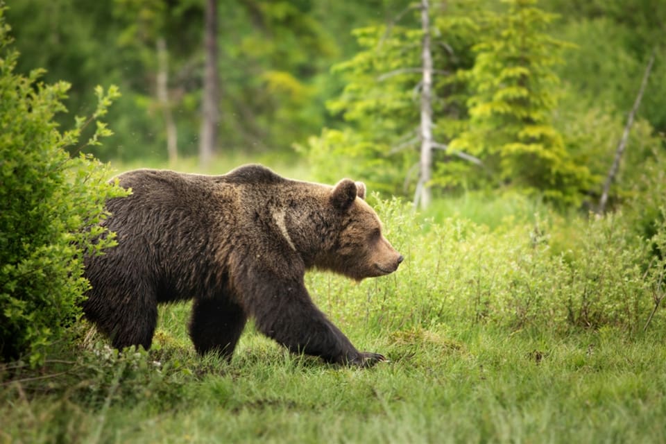 Under årets björnjakt får fler björnar än tidigare fällas i Finland. Men jägarna måste ansöka om dispens och motivera jakten.