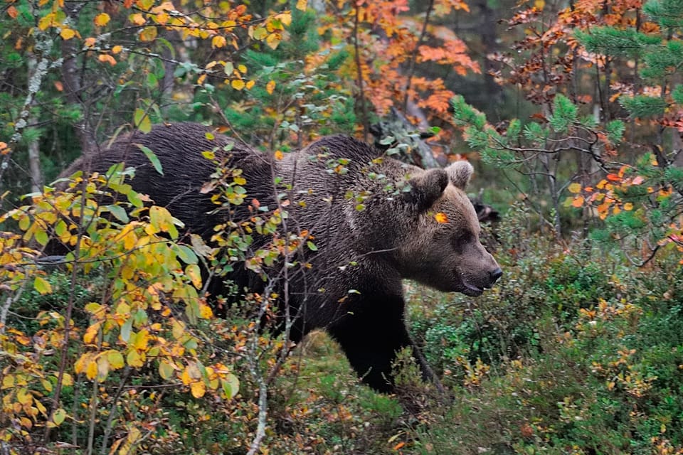 En norsk jägare som fällde en björnhona slipper åtal eftersom skottet bedöms ha avfyrats i självförsvar.