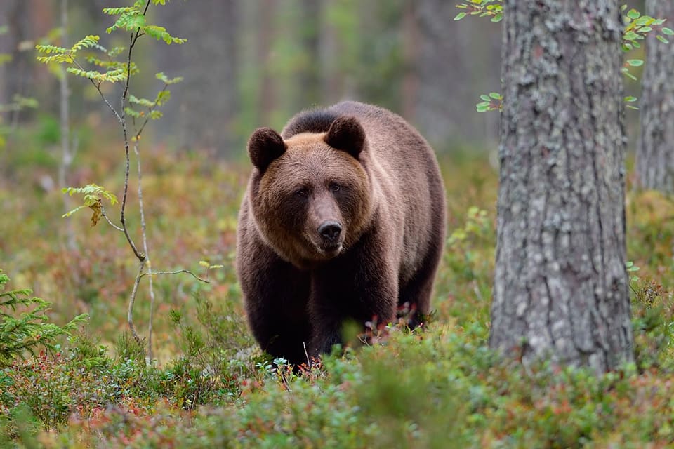Jägarprofilen som fällde en björn på fel mark frias från misstankar om grovt jaktbrott. Åklagaren åtalar i stället både hans uppdragsgivare och ansvarig jaktledare.