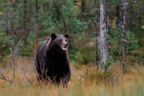 20 björnar får fällas i årets licensjakt i Västerbottens län.