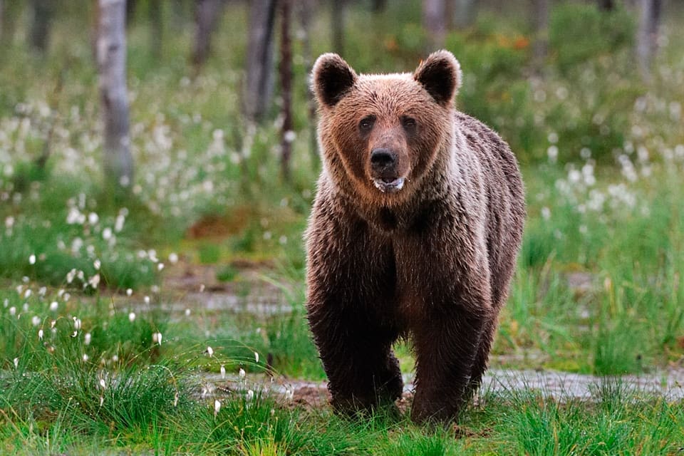 Det blir ingen björnjakt i Värmland eftersom det finns för få björnhonor.