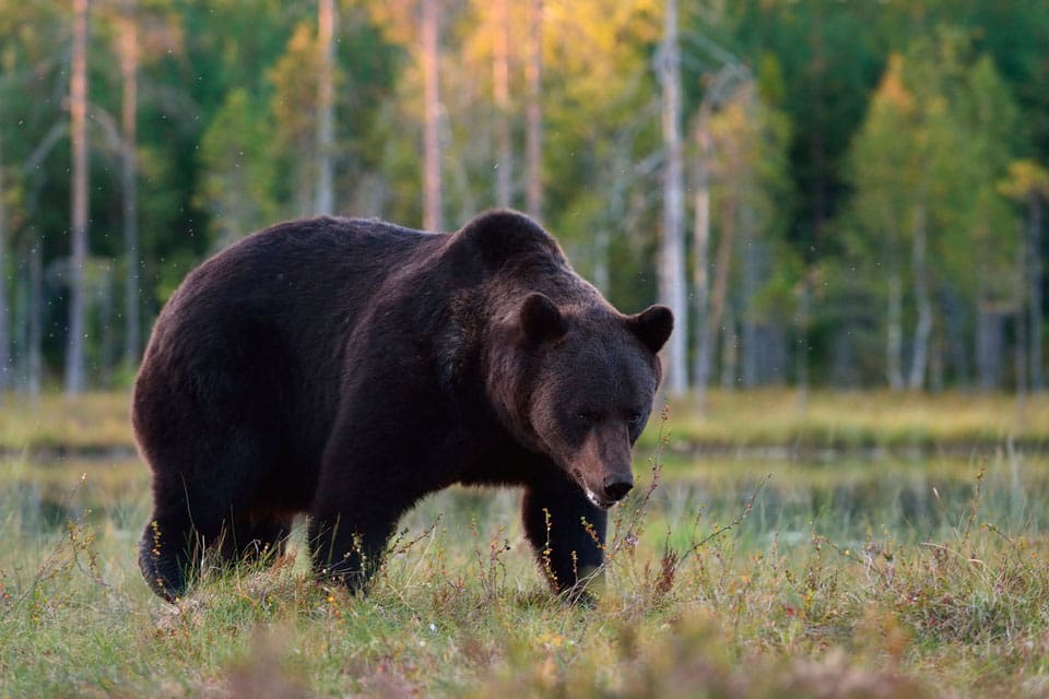 Naturskyddsföreningen i Gävleborgs län har överklagat årets björnjakt.