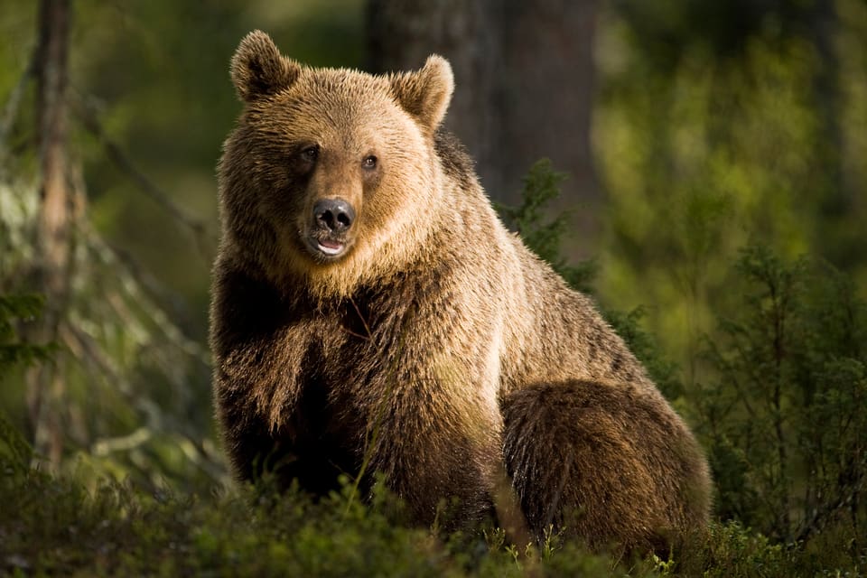 I Norra Karelen i Finland fälldes 19 björnar under jaktens första dag.