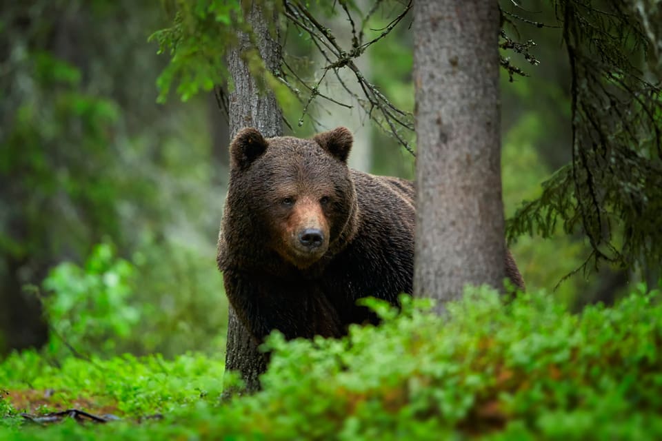 I fyra områden är kvoten av björn avskjuten och jakten avlyst. Knappt hundra björnar har fällts hittills runtom i landet.