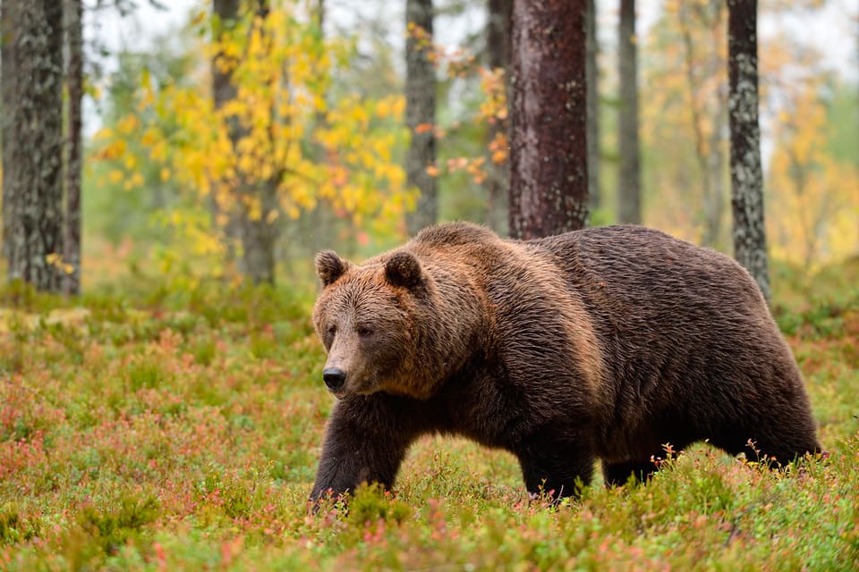 Jägarnas Riksförbund vill att jakttiden på björn utökas på hösten och att vårjakt på björn tillåts i samernas kalvningområden.