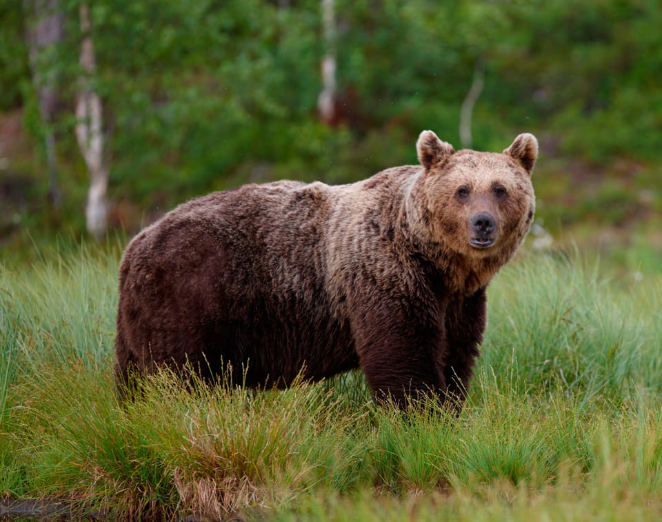 Brottsmisstankarna gäller illegal jakt på björn och järv.