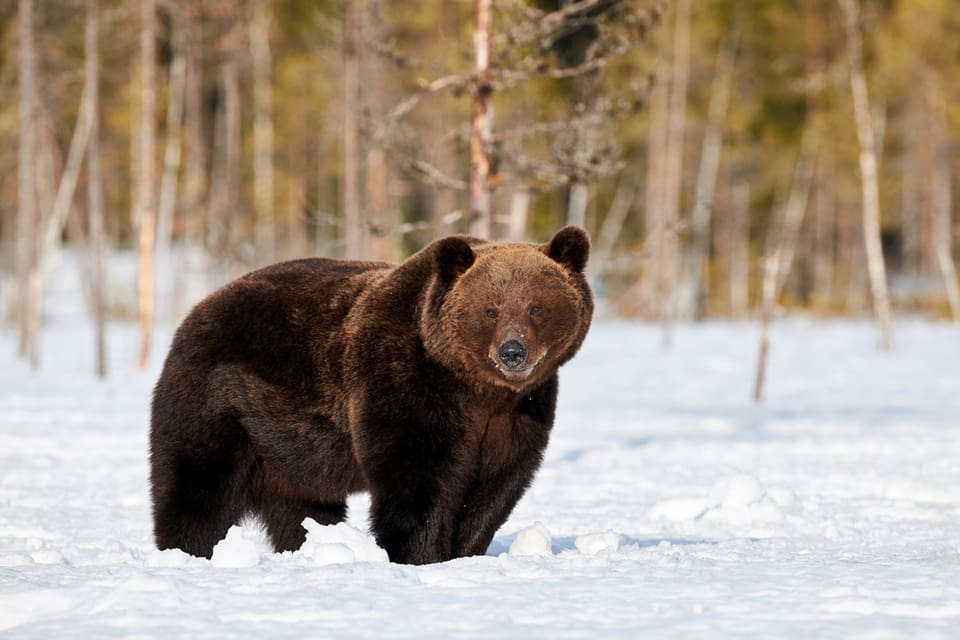 Länsstyrelsen i Jämtlands län beviljade i går skyddsjakt på två björnar i varsin sameby. En av dem fälldes sedan på eftermiddagen.
