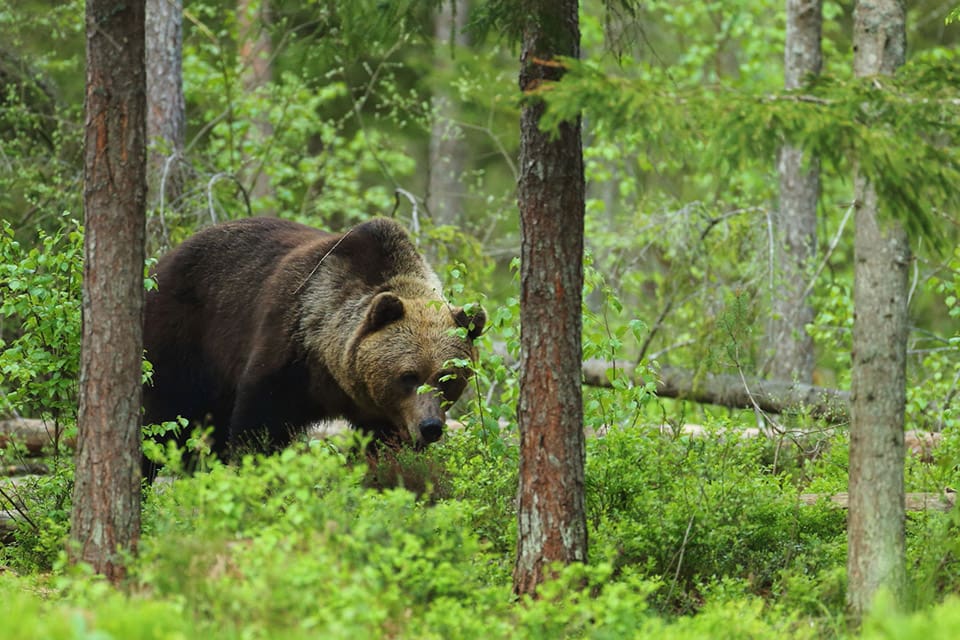 Bara några timmar efter att licensjakten på björn startat i Gävleborgs län är totalt tolv björnar rapporterade som fällda eller påskjutna. (Arkivbild)