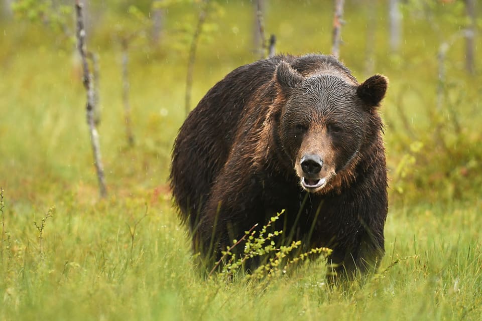 Under hösten ska älgjägare i norra Västmanland samla in björnspillning.