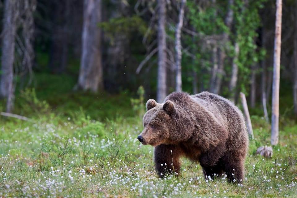 Av 48 tilldelade björnar återstår nu sex att fälla i Dalarnas län.