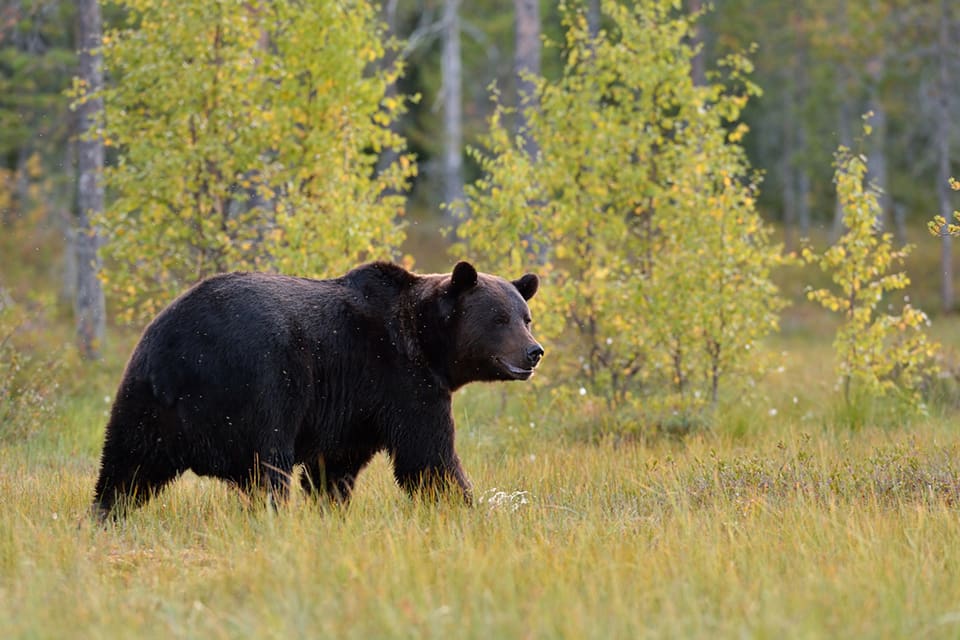 Alla de 70 tilldelade björnarna är nu fällda i årets licensjakt i Jämtland.