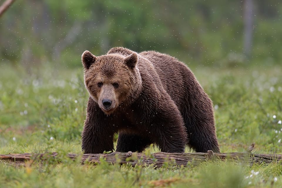 En jägare sköt en björn i självförsvar i lördags. (Arkivbild)