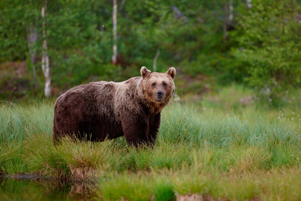En av de två licensbjörnarna har fällts i Värmland. (Arkivbild)