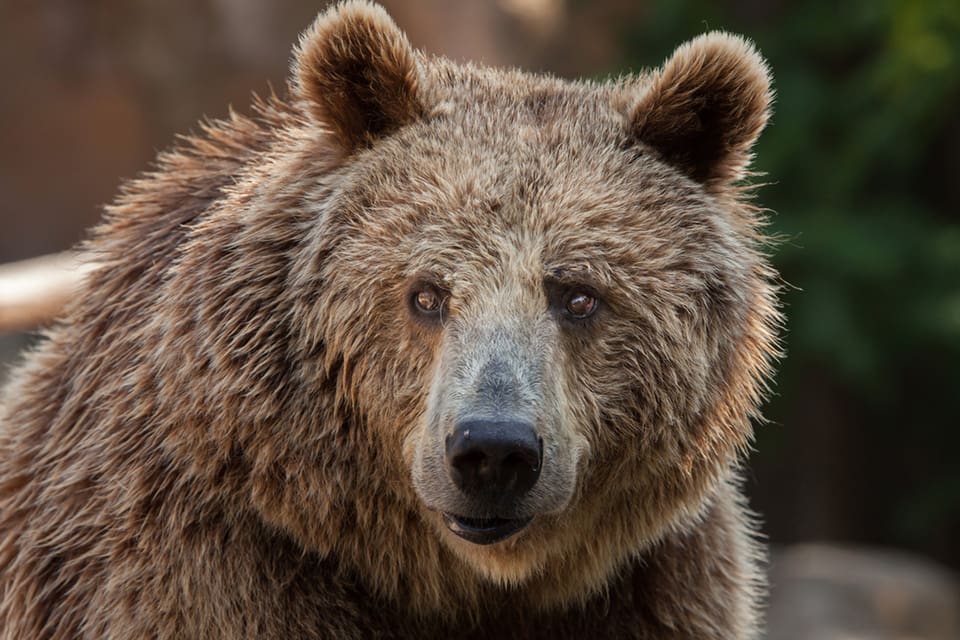 Nu är även den andra björnen som dödade en djurskötare i Orsa Rovdjurspark avlivad. Enligt åklagaren har vissa bevis kunnat säkras efter avlivningen. (Arkivbild)