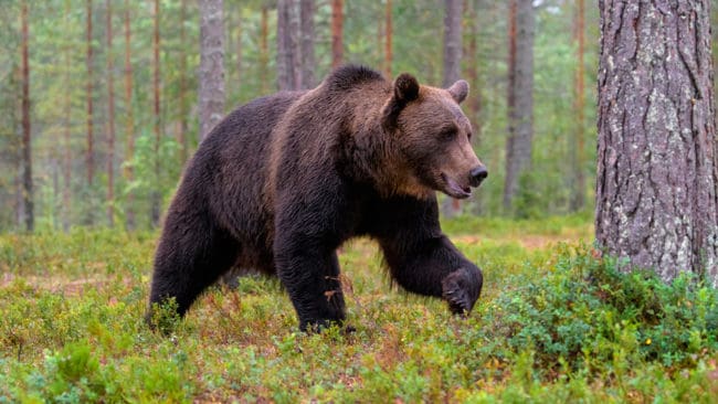 Kommer licensjakten på björn i Norrbotten att ställas in även i år? Det är på god väg att bli minst lika många björnar fällda i år under vårsäsongens skyddsjakter för att freda renskötseln.
