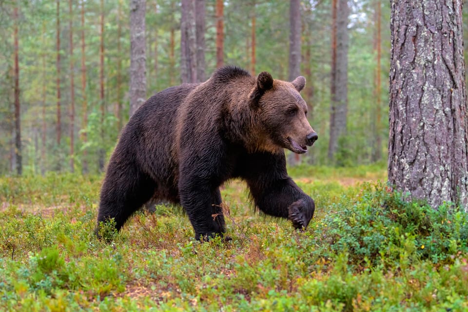 Kommer licensjakten på björn i Norrbotten att ställas in även i år? Det är på god väg att bli minst lika många björnar fällda i år under vårsäsongens skyddsjakter för att freda renskötseln.