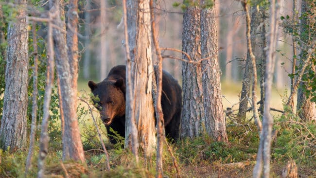 Är betesområdet björntätt hindras renarna från att följa vegetationens utveckling, vilket de normalt gör för att ha långvarig tillgång till bete under vår och sommar.
